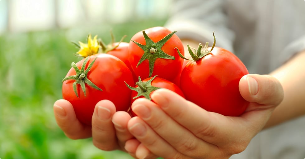 La tomate